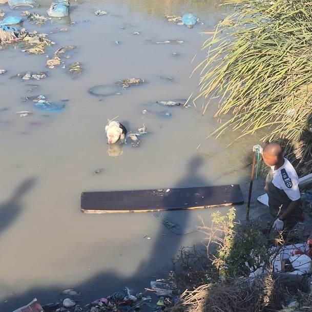 spca-launches-urgent-probe-into-horrifying-dog-cruelty-case-in-philippi