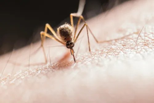 gauteng-battles-alarming-malaria-surge:-414-cases-and-11-deaths-in-just-three-months